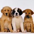 puppy and dog classes surrey